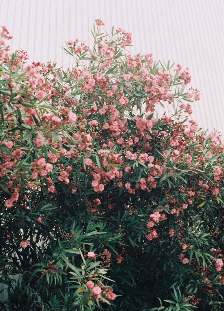 【完動品】OLYMPUS PEN FTハーフサイズ一眼フィルムカメラ