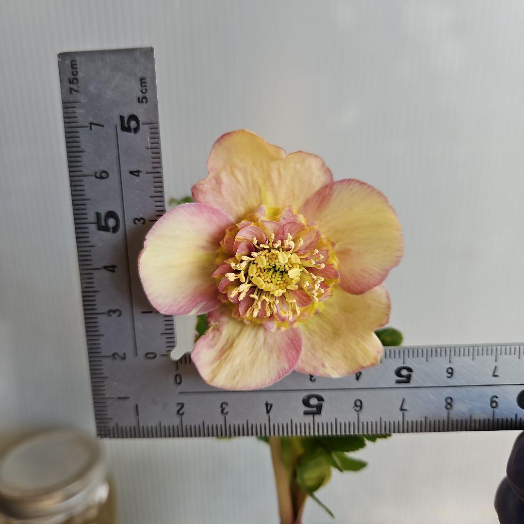 チョラコ☆様ご購入苗㉖-245㉖-268クリスマスローズ