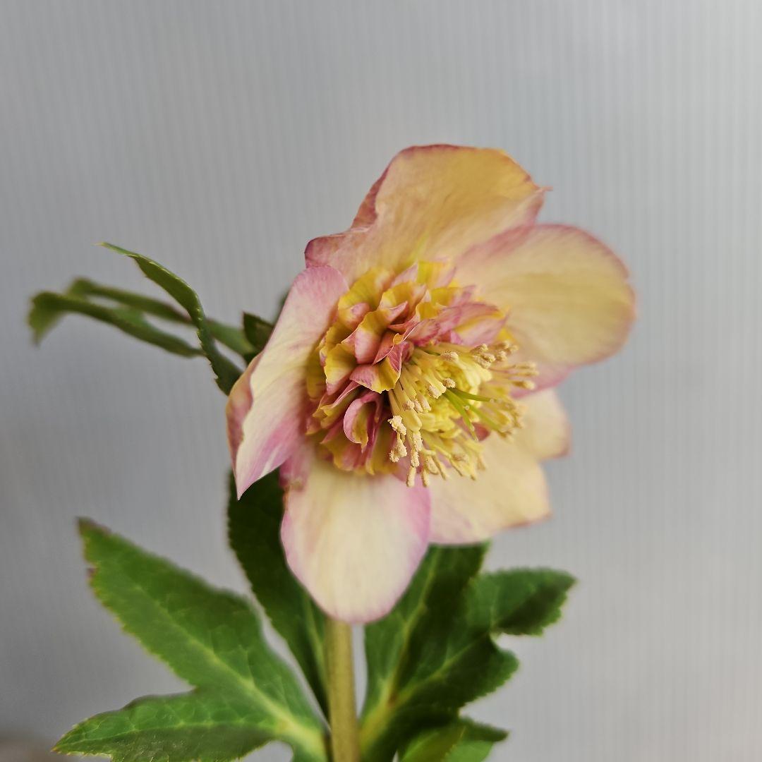 チョラコ☆様ご購入苗㉖-245㉖-268クリスマスローズ