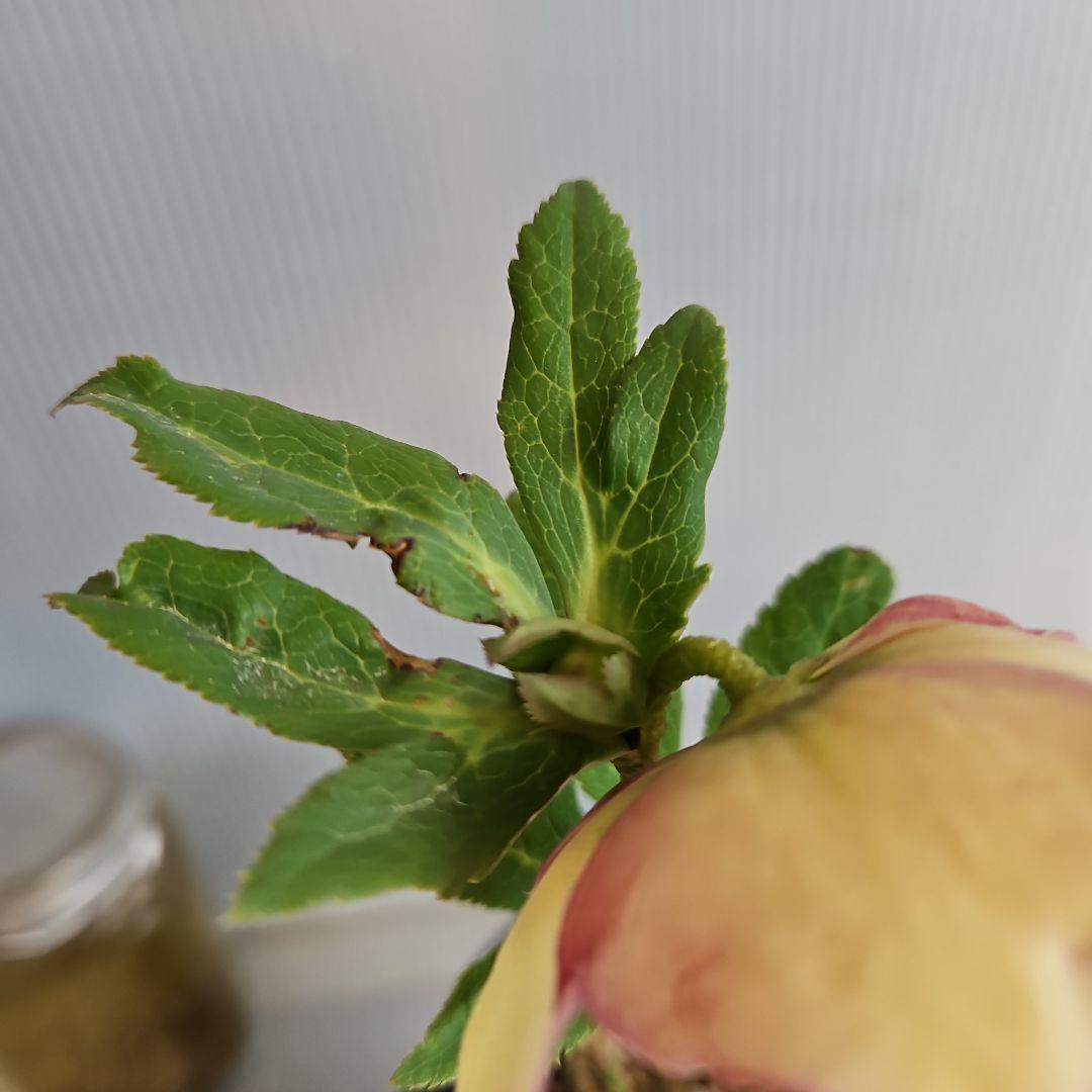 チョラコ☆様ご購入苗㉖-245㉖-268クリスマスローズ