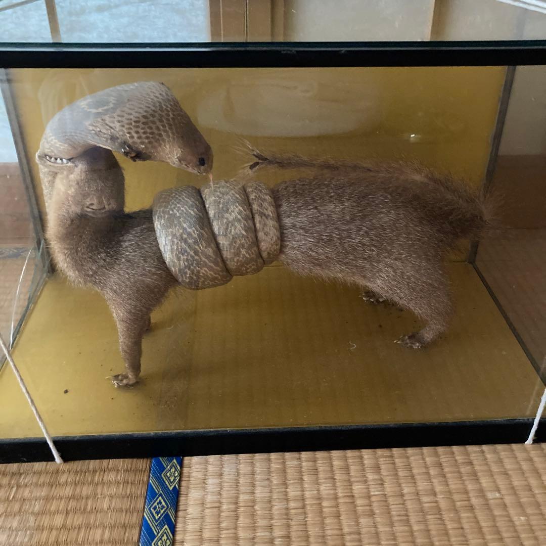 剥製インテリア