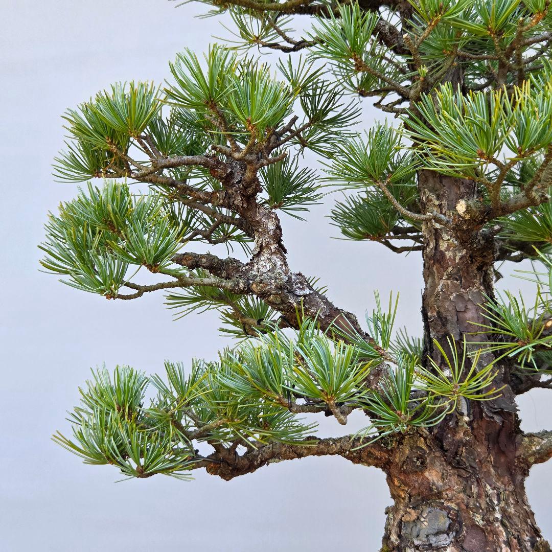 五葉松　[双幹木]　大品盆栽