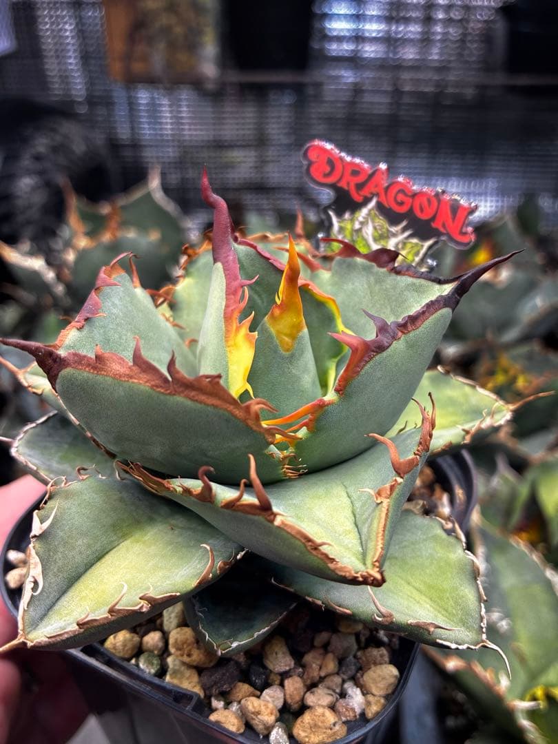 【DRAGON AGAVE産】AGAVE TITANOTA 火鳳凰 OC株