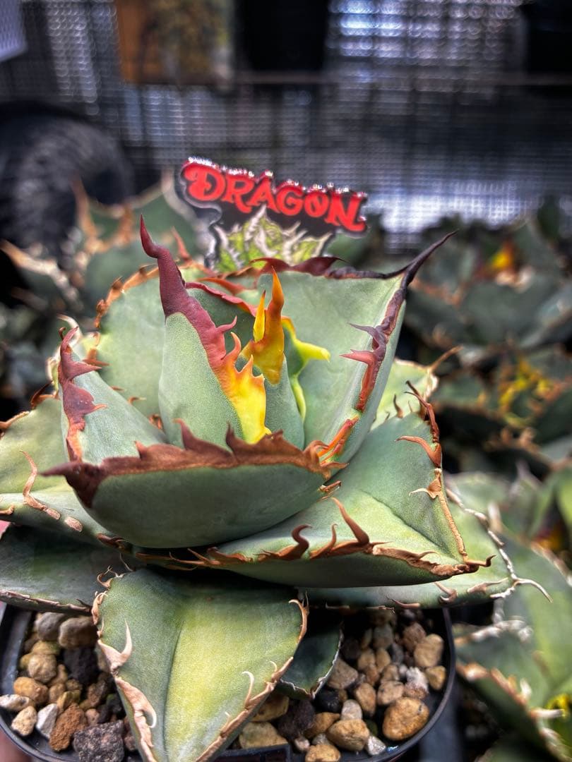 【DRAGON AGAVE産】AGAVE TITANOTA 火鳳凰 OC株