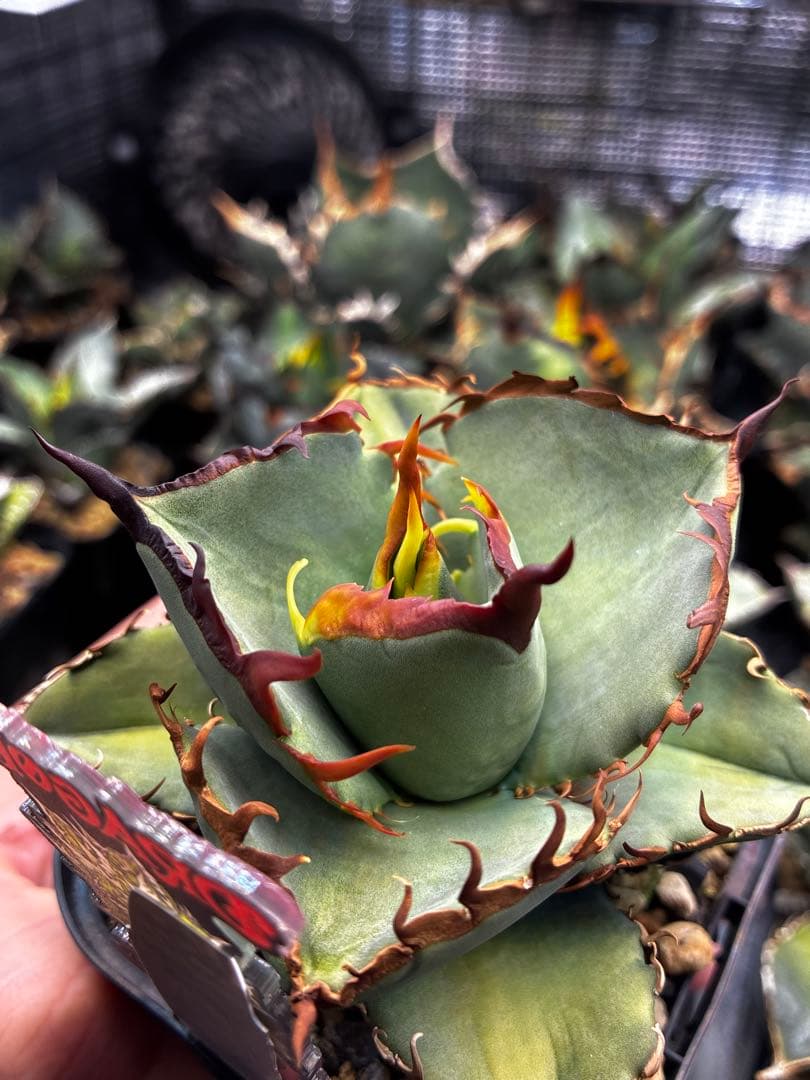 【DRAGON AGAVE産】AGAVE TITANOTA 火鳳凰 OC株