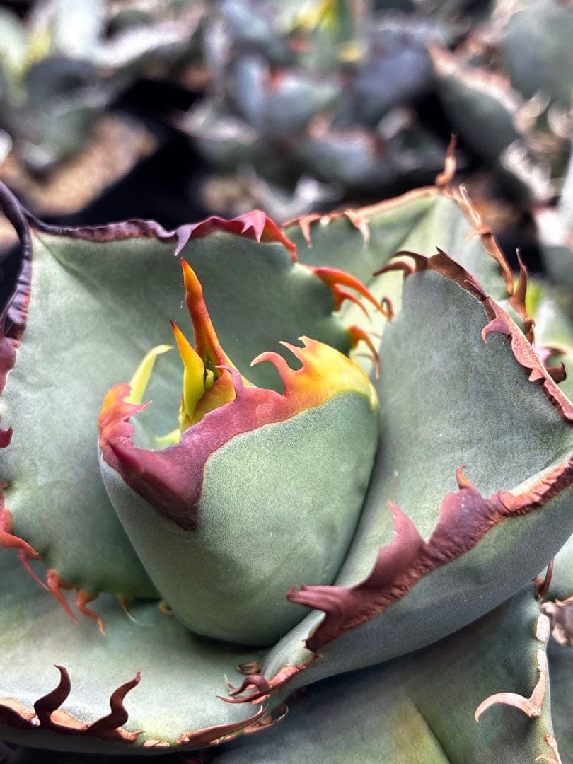 【DRAGON AGAVE産】AGAVE TITANOTA 火鳳凰 OC株