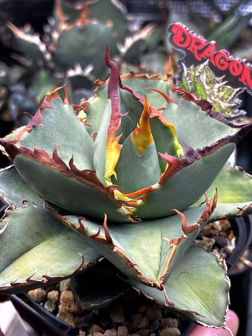 【DRAGON AGAVE産】AGAVE TITANOTA 火鳳凰 OC株