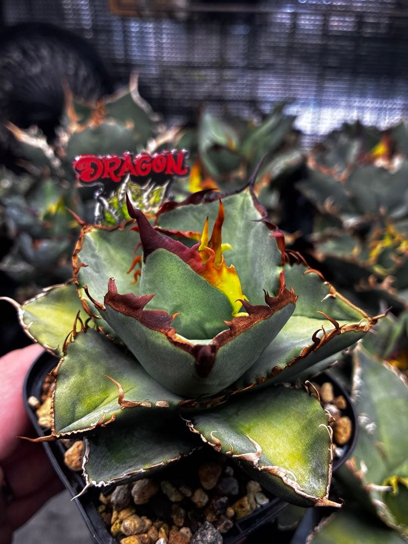 【DRAGON AGAVE産】AGAVE TITANOTA 火鳳凰 OC株