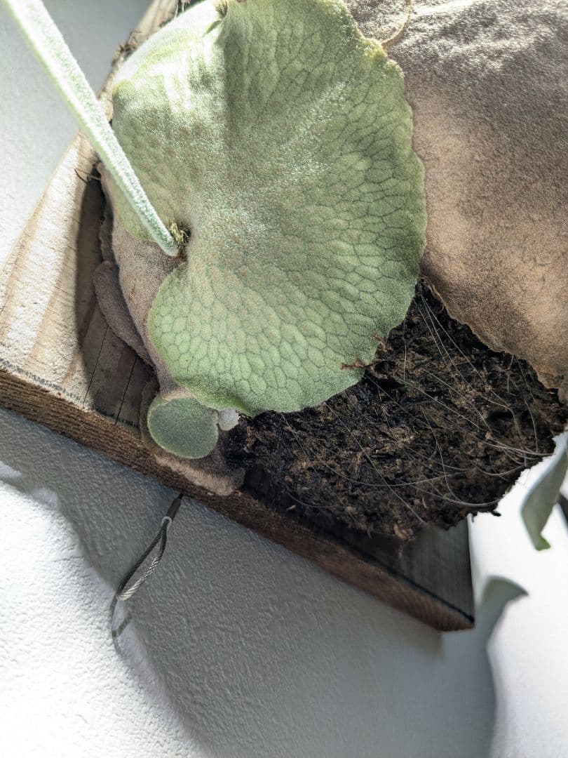 親株Monkey north high shield モンキーノースハイシールド