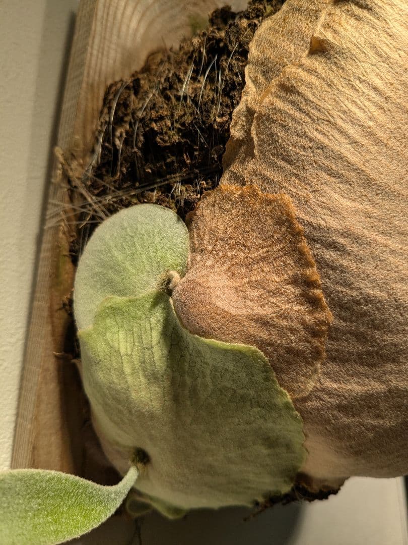 親株Monkey north high shield モンキーノースハイシールド