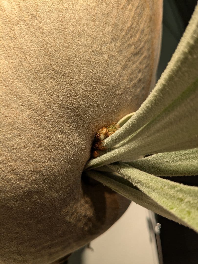 親株Monkey north high shield モンキーノースハイシールド