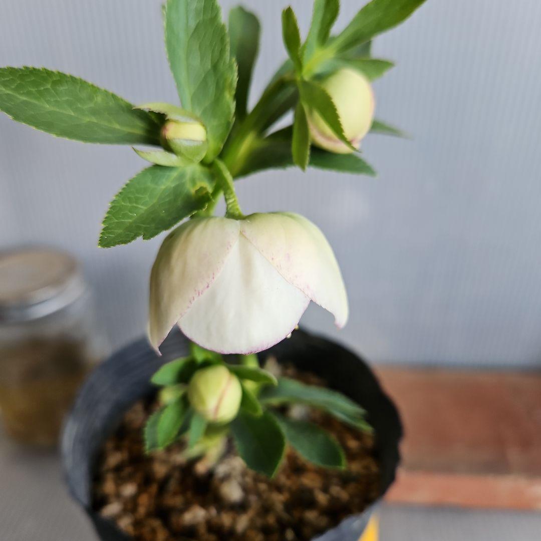 雨の庭様ご購入苗㉖-53クリスマスローズ