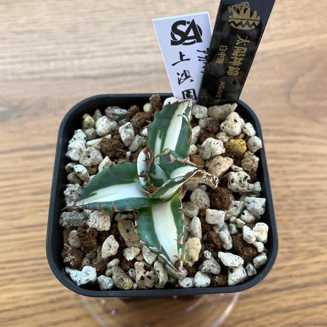 Pinky☆もんちぃ　速達【鉢ごと発送】アガべ　太陽神錦　白中斑　TC