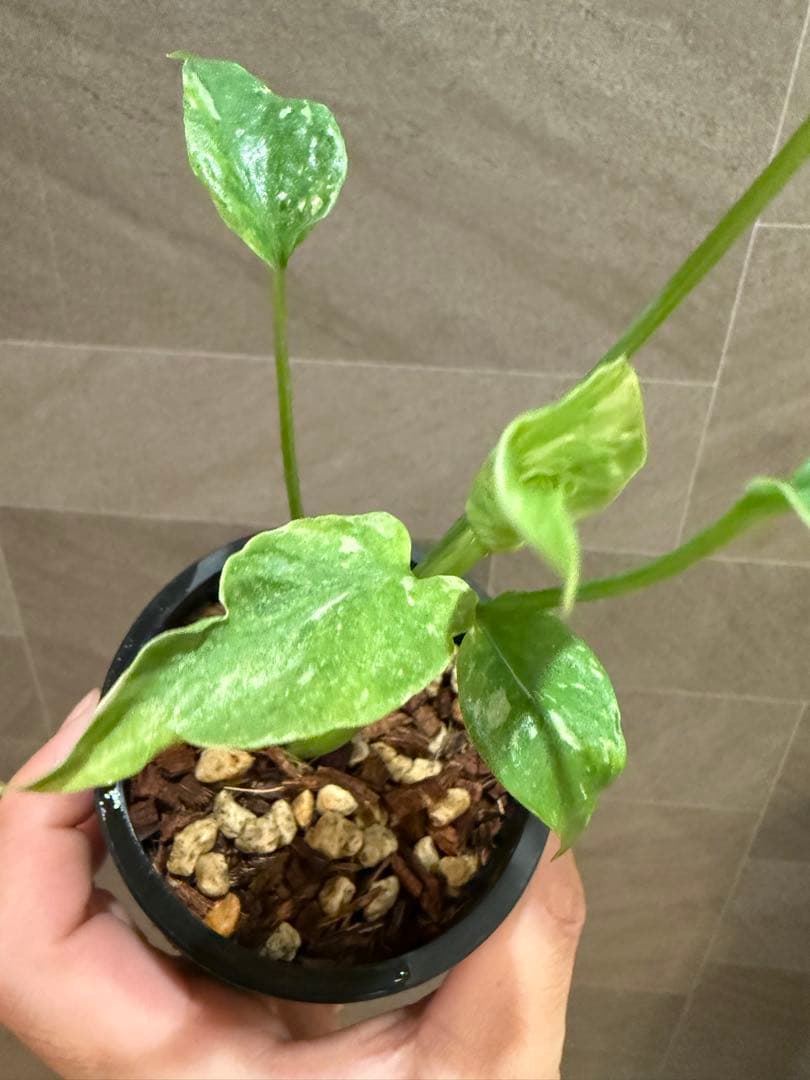 終*7様 モンステラ タイコンステレーション Mutation