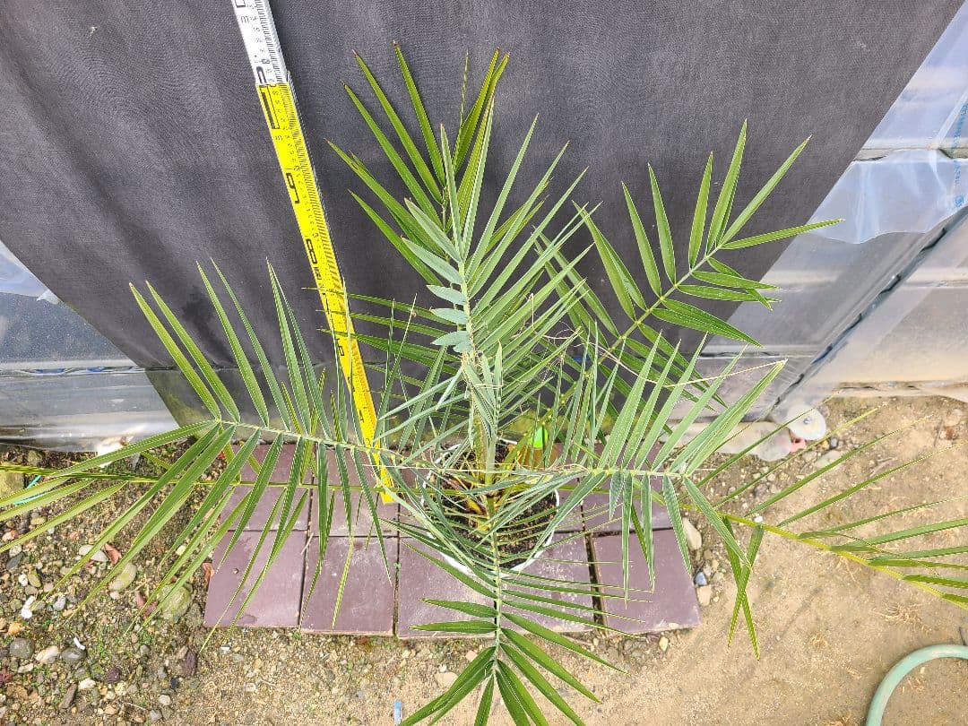 ナツメヤシ 耐寒性ヤシ 8号鉢 高さ約110cm 現品発送 ドライガーデン