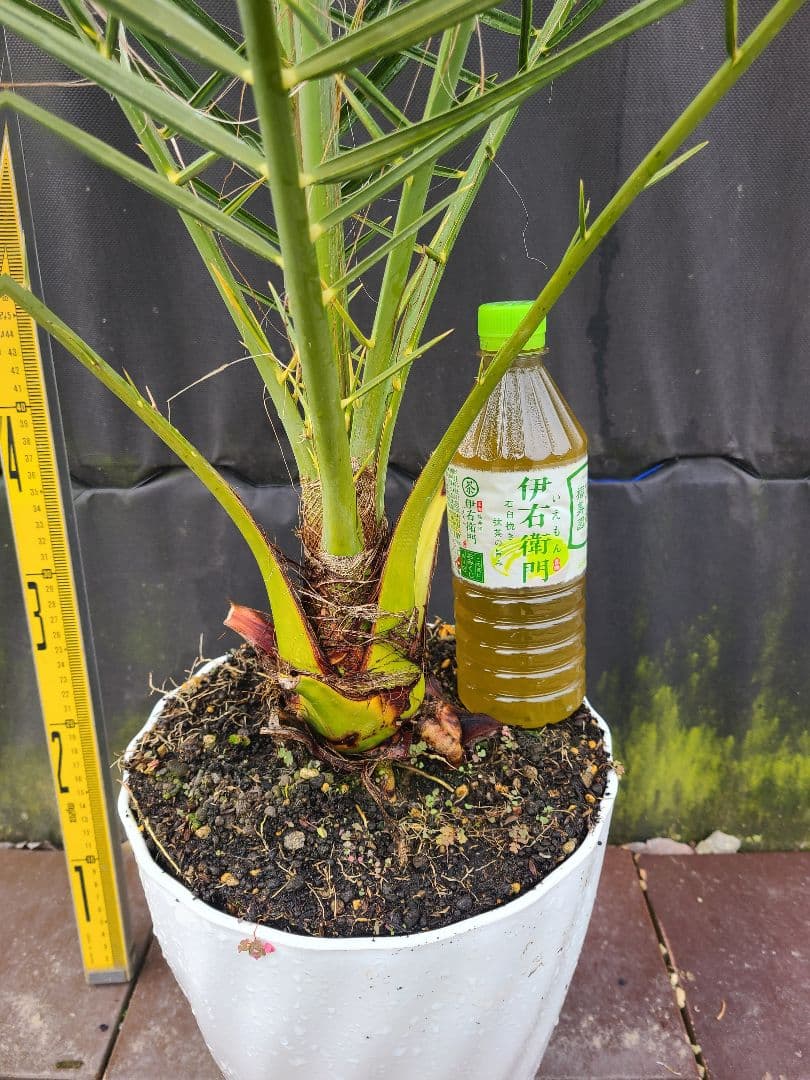 ナツメヤシ 耐寒性ヤシ 8号鉢 高さ約110cm 現品発送 ドライガーデン