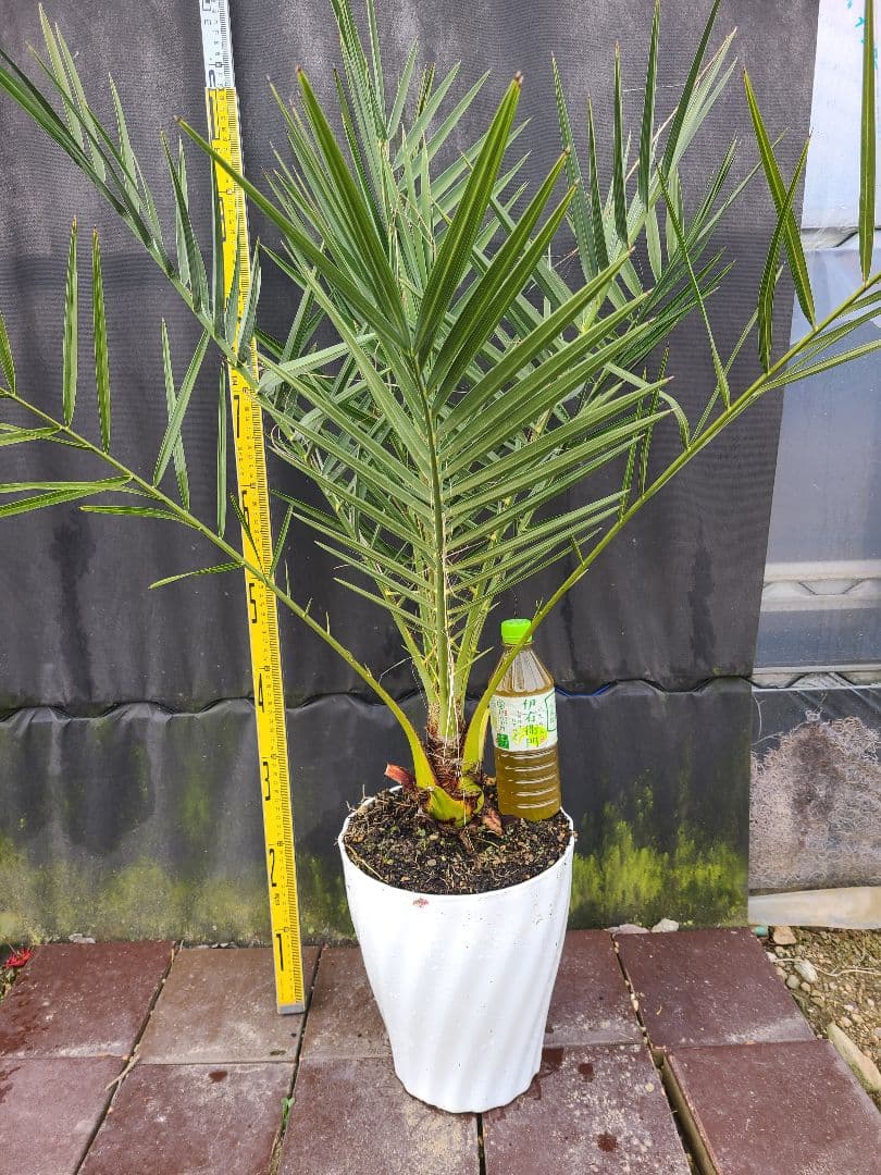 ナツメヤシ 耐寒性ヤシ 8号鉢 高さ約110cm 現品発送 ドライガーデン