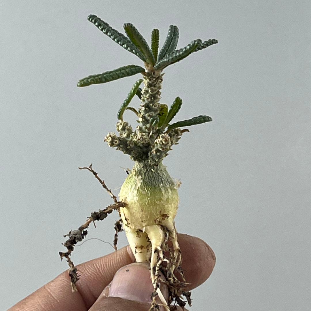 む*ん様 D62 実生 まん丸 ドルステニア ギガス ブラータ