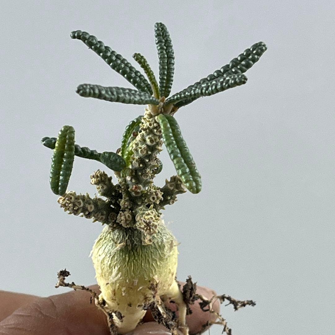 む*ん様 D62 実生 まん丸 ドルステニア ギガス ブラータ