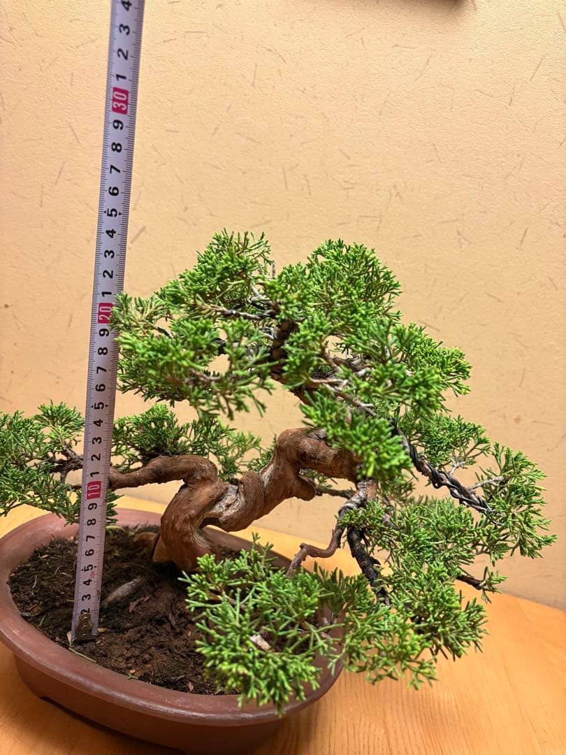 真柏盆栽　フォロワー様140人記念‼️バランスが良いです。