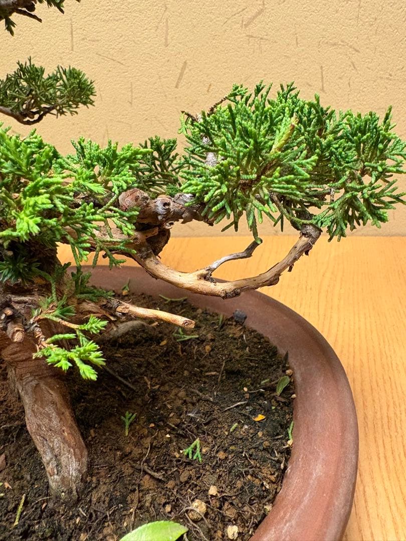 真柏盆栽　フォロワー様140人記念‼️バランスが良いです。