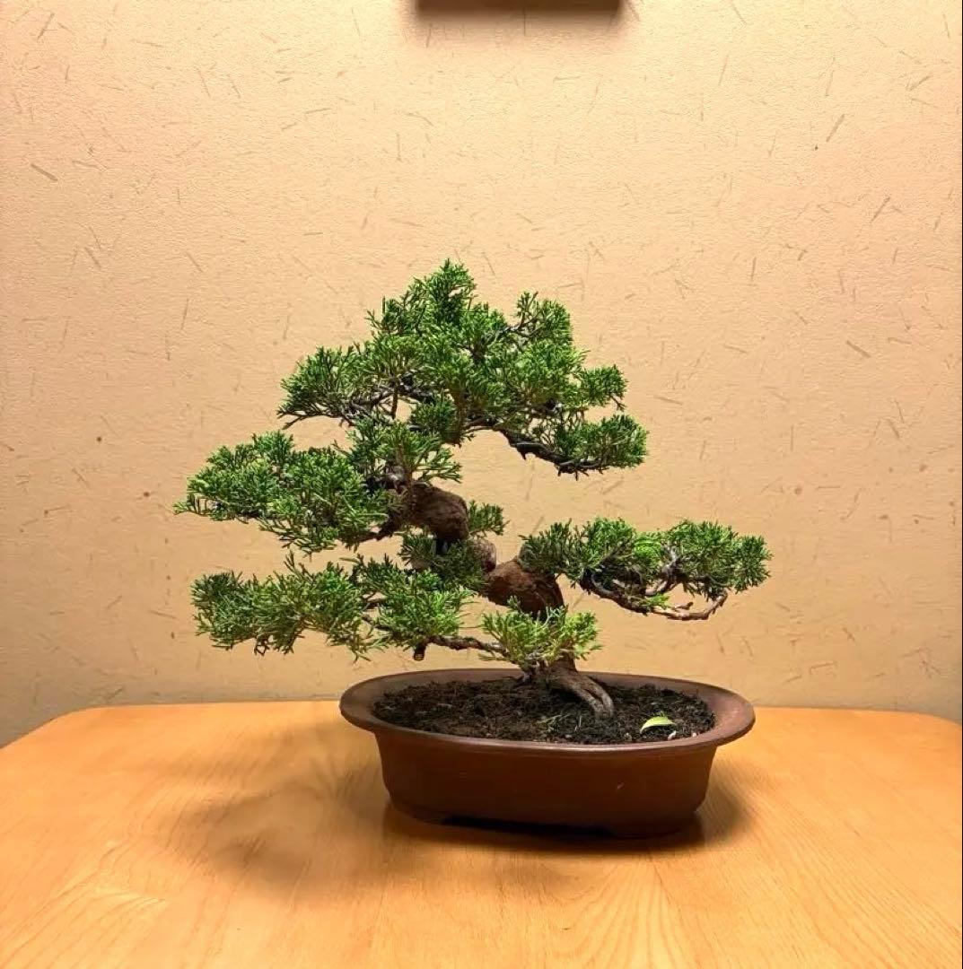 真柏盆栽　フォロワー様140人記念‼️バランスが良いです。