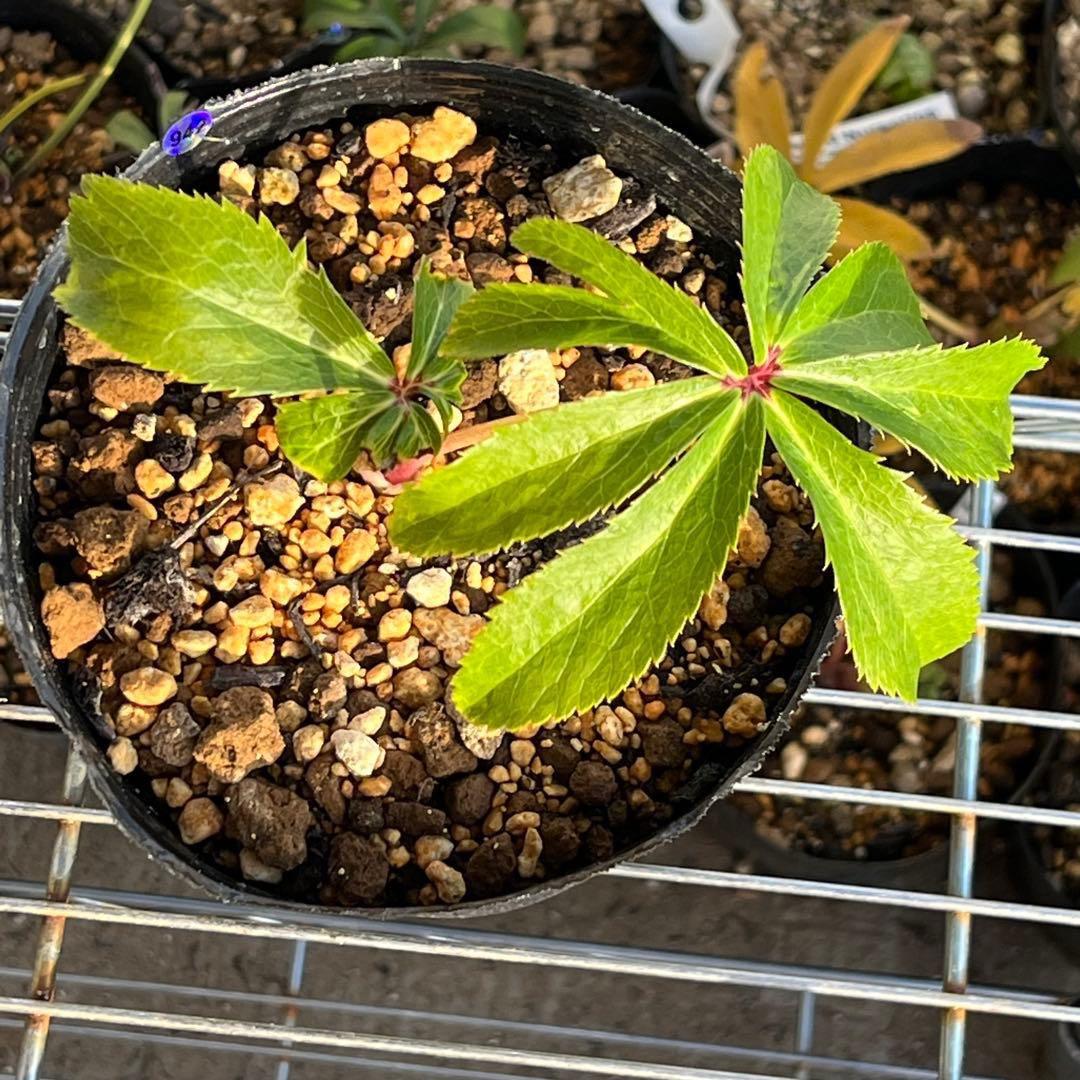 ま*️様 ☘️超レア☘️根充実❤️ワサワサ元気株❤️⭐️超透明感⭐️極上⭐️【蜃