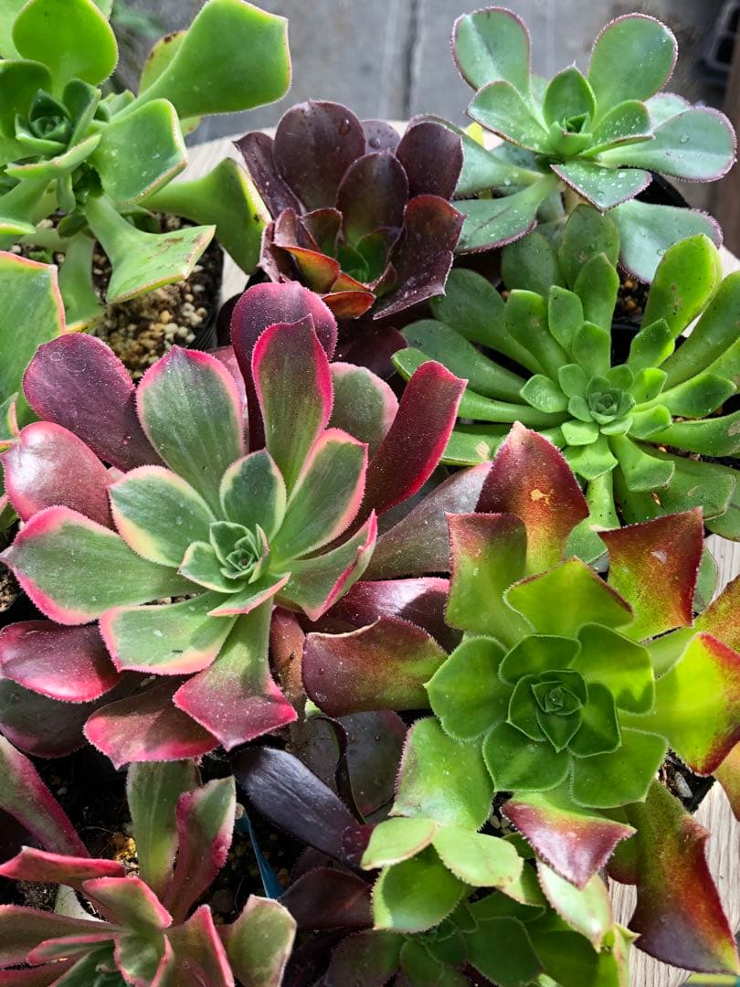 アエオニウム 10品種♡抜き苗セット⑨