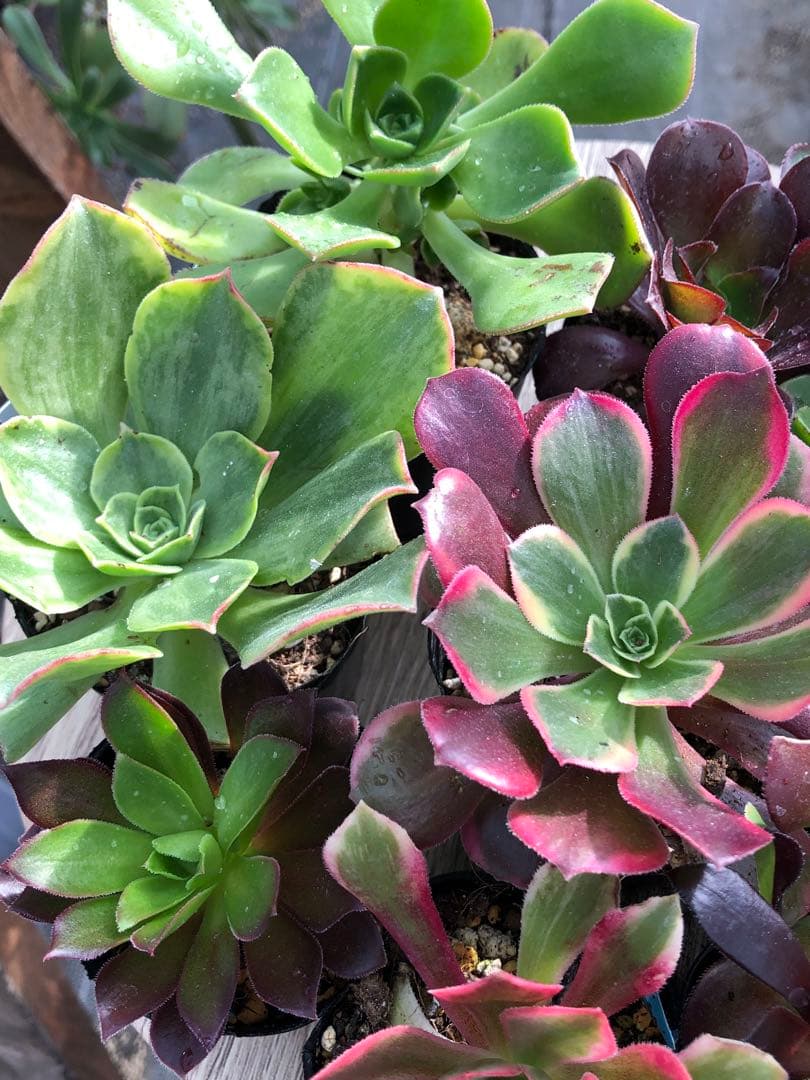 アエオニウム 10品種♡抜き苗セット⑨