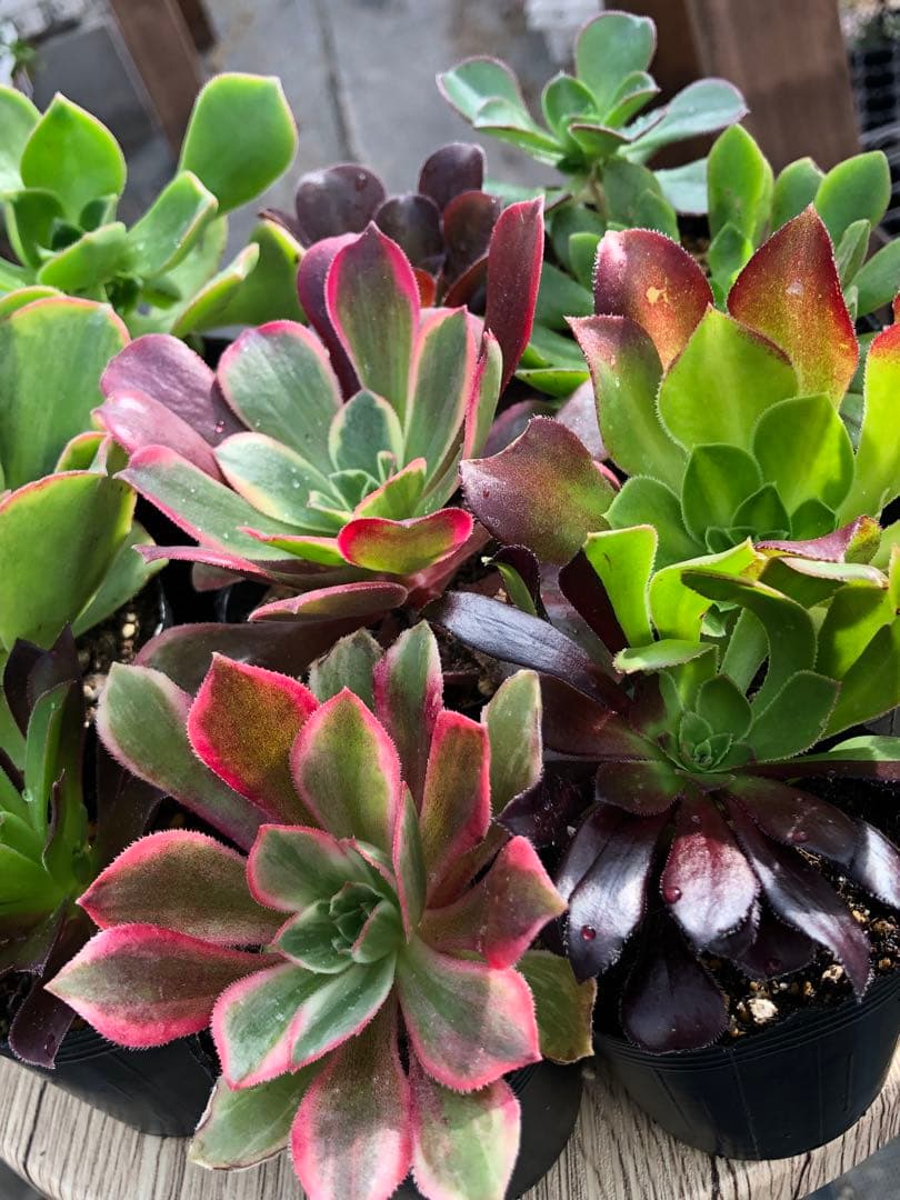 アエオニウム 10品種♡抜き苗セット⑨