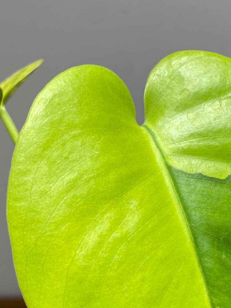 み*ん様 【これは本物です✨】モンステラ　イエローマリリン　黄斑　オーレア　希少