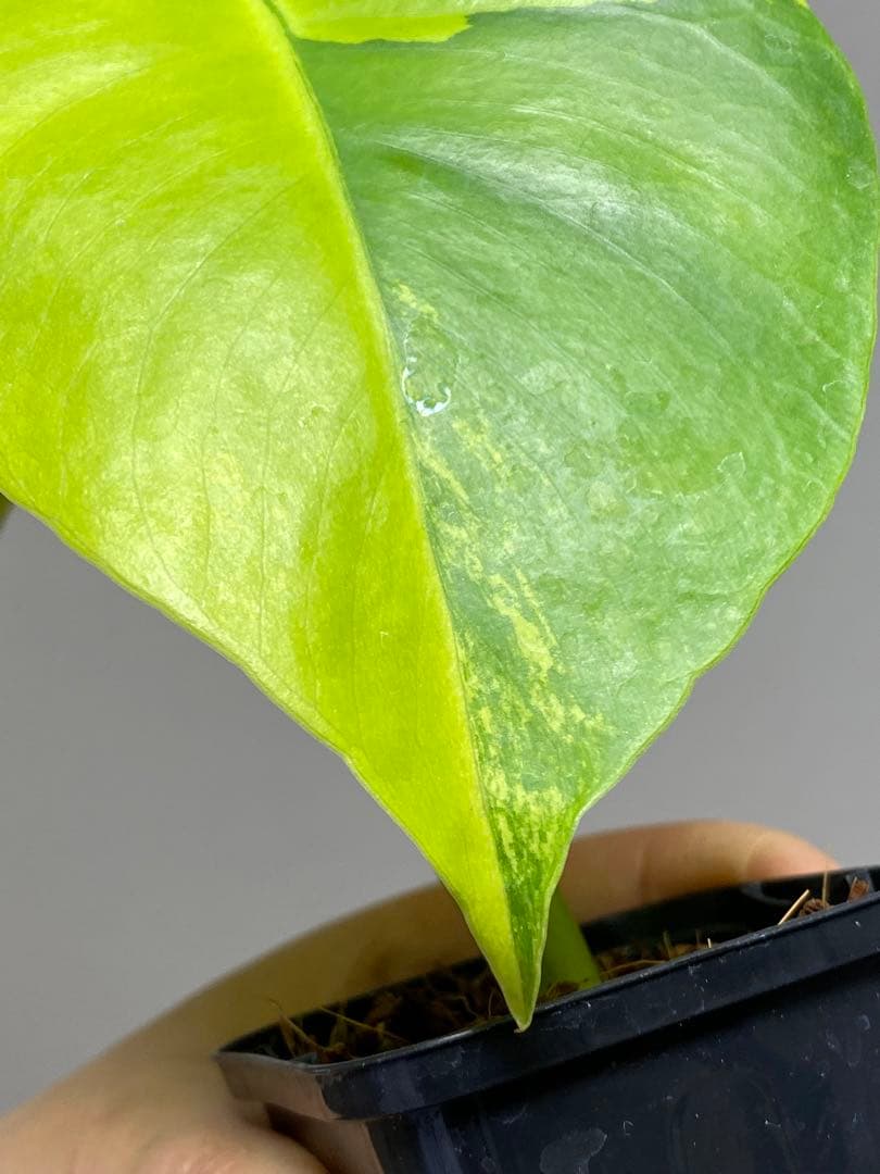 み*ん様 【これは本物です✨】モンステラ　イエローマリリン　黄斑　オーレア　希少