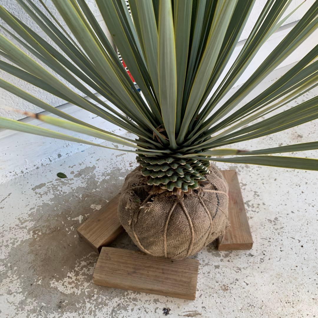 ユッカロストラータ　耐寒性　ドライガーデン　ロックガーデン　28