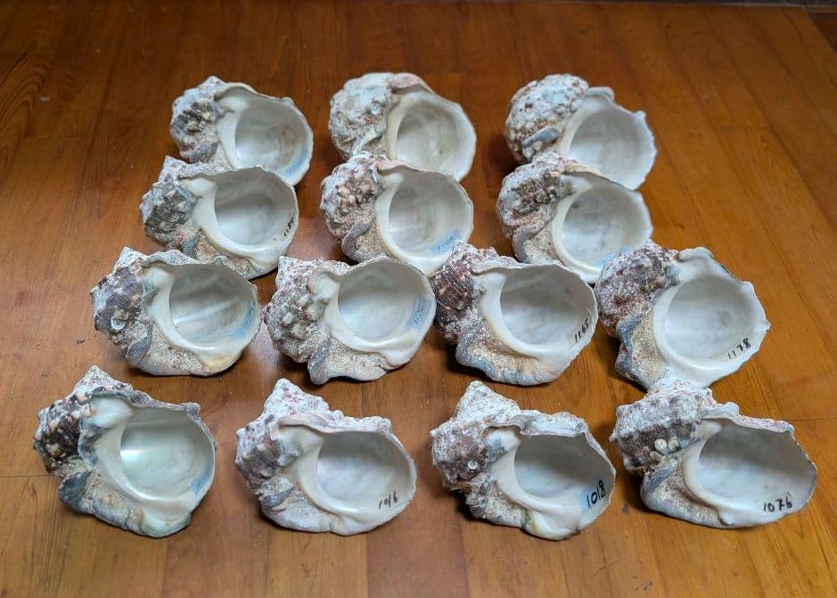 特大夜光貝14個セット　約1000g〜1800g　約17kgまとめ売り