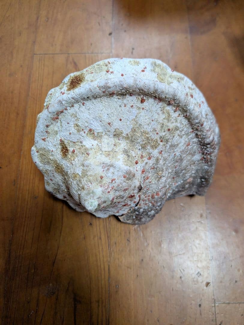 特大夜光貝14個セット　約1000g〜1800g　約17kgまとめ売り