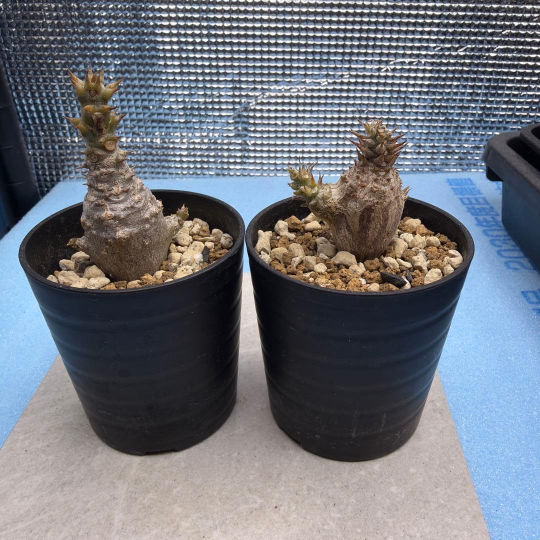 ウィンゾリー実生　国内播種