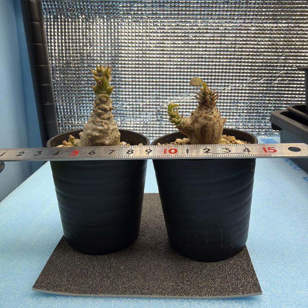 ウィンゾリー実生　国内播種