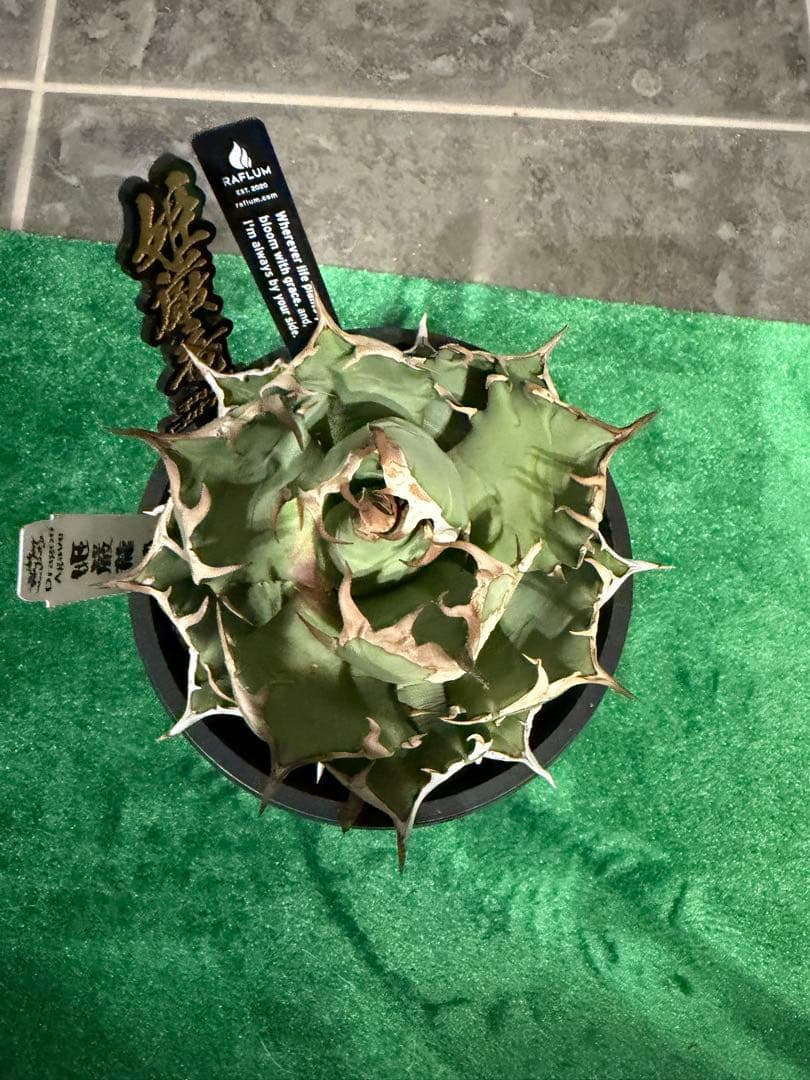 アガベ チタノタ 姫厳竜