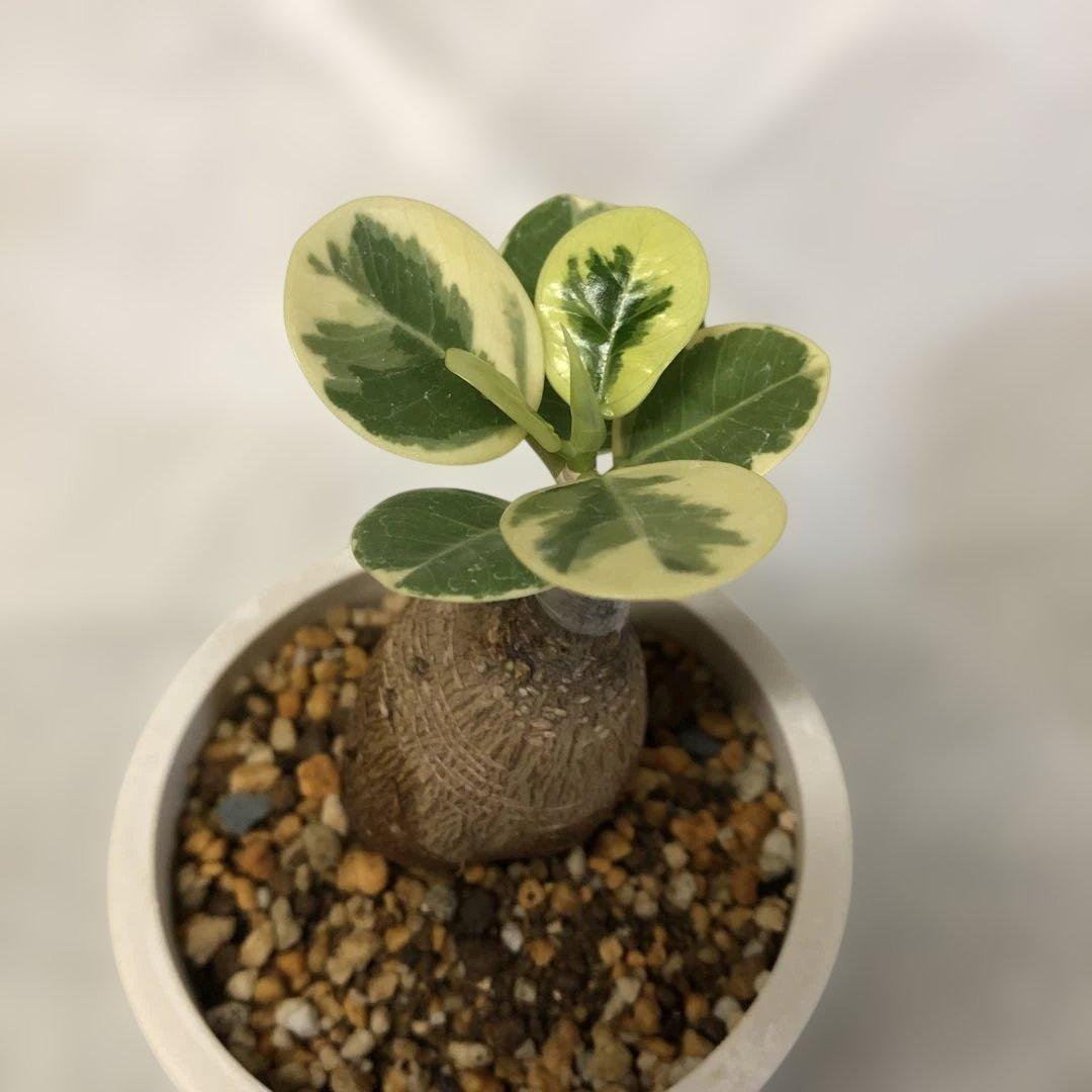 【まん丸】パンダ　ガジュマル　斑入り　接木