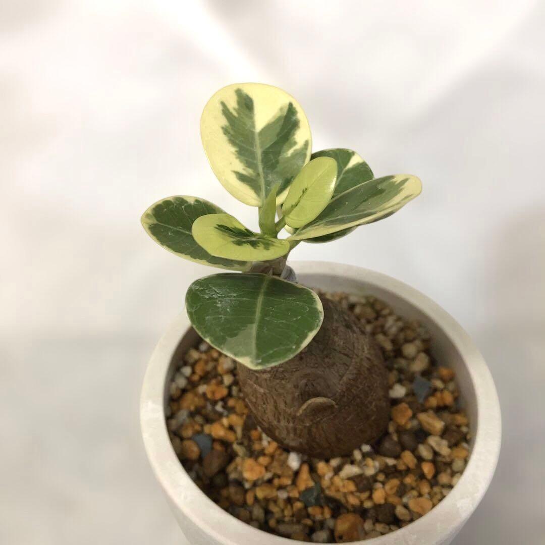 【まん丸】パンダ　ガジュマル　斑入り　接木