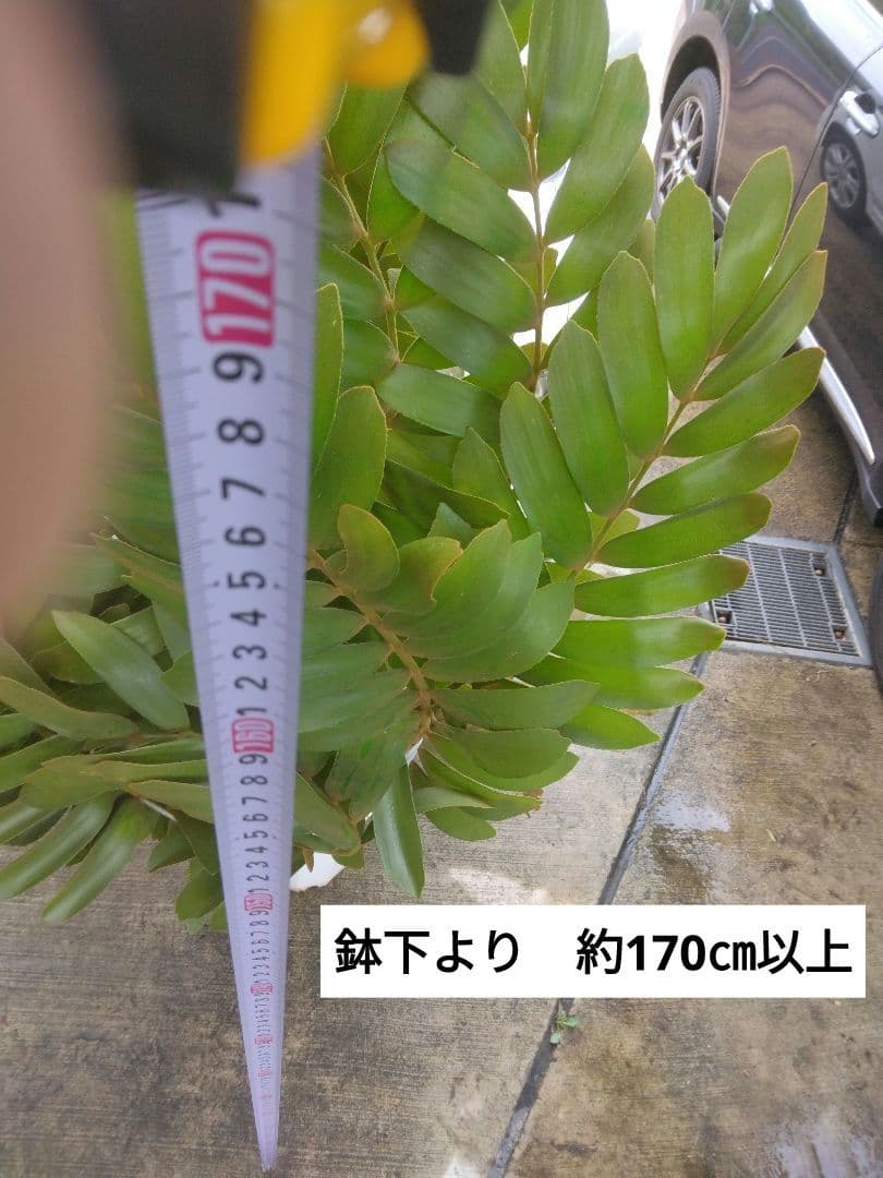 ⭐メキシコソテツ⭐(特大！重量級！)