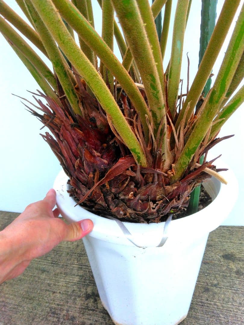 ⭐メキシコソテツ⭐(特大！重量級！)