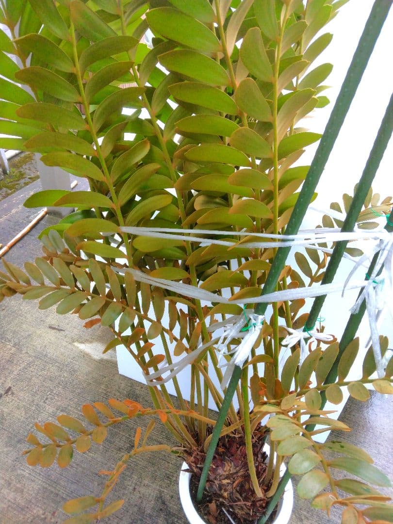 ⭐メキシコソテツ⭐(特大！重量級！)