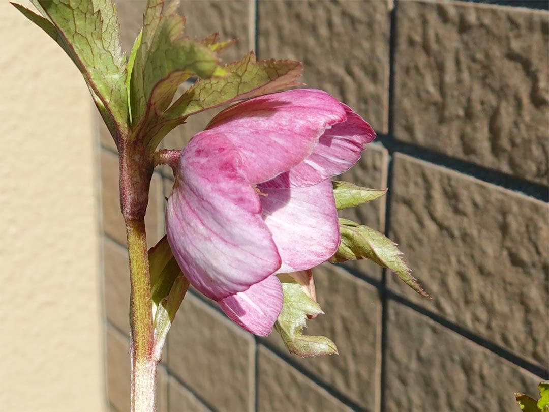 クリスマスローズ ss絞りピンク 親株放出品