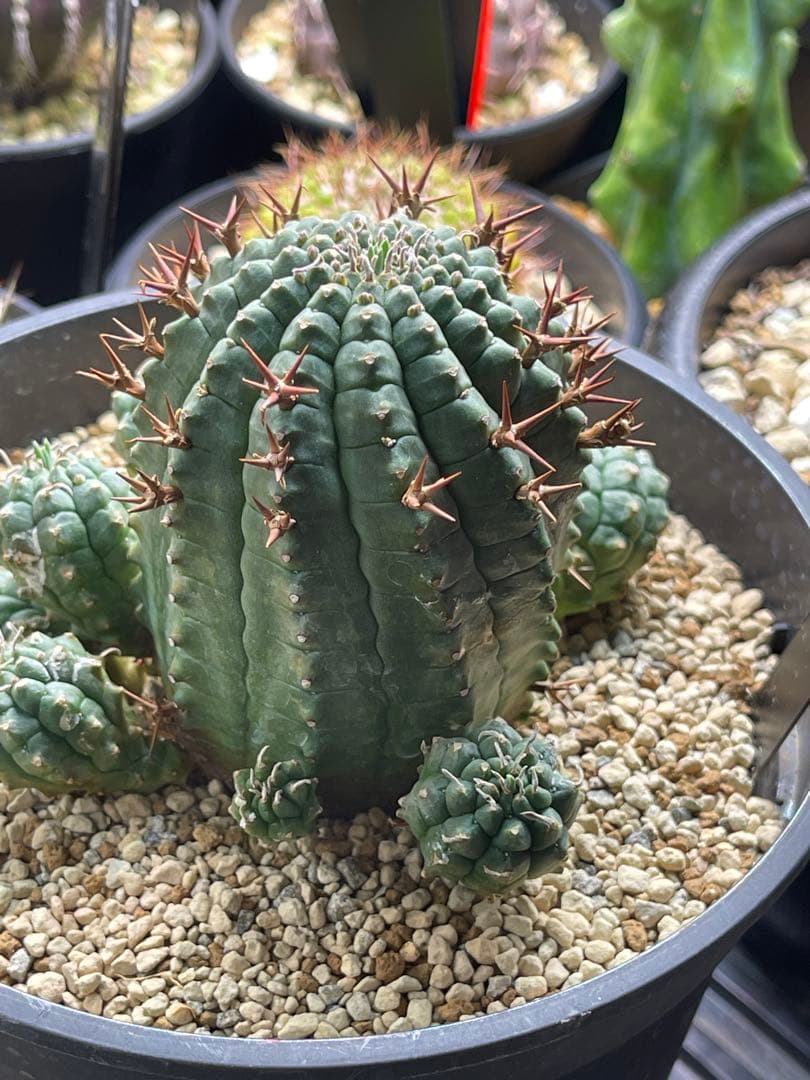 EMP ユーフォルビア 群生冠 実生 輸入球 / 中株 Yu167