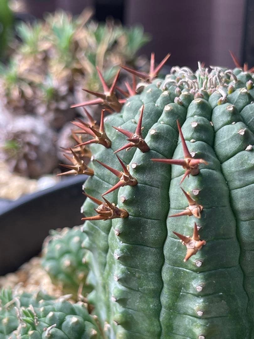 EMP ユーフォルビア 群生冠 実生 輸入球 / 中株 Yu167