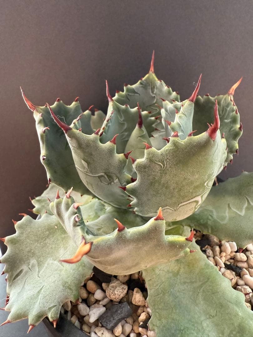 週末限定価格！！アガベ　姫蠍蟹　親株!!イシスメンシス 甲蟹