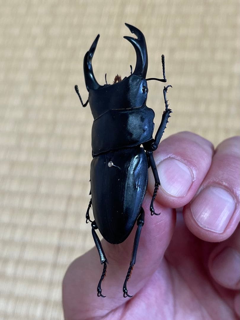 f*t様 オオクワガタ　F0 材割成虫採集個体70.7㎜