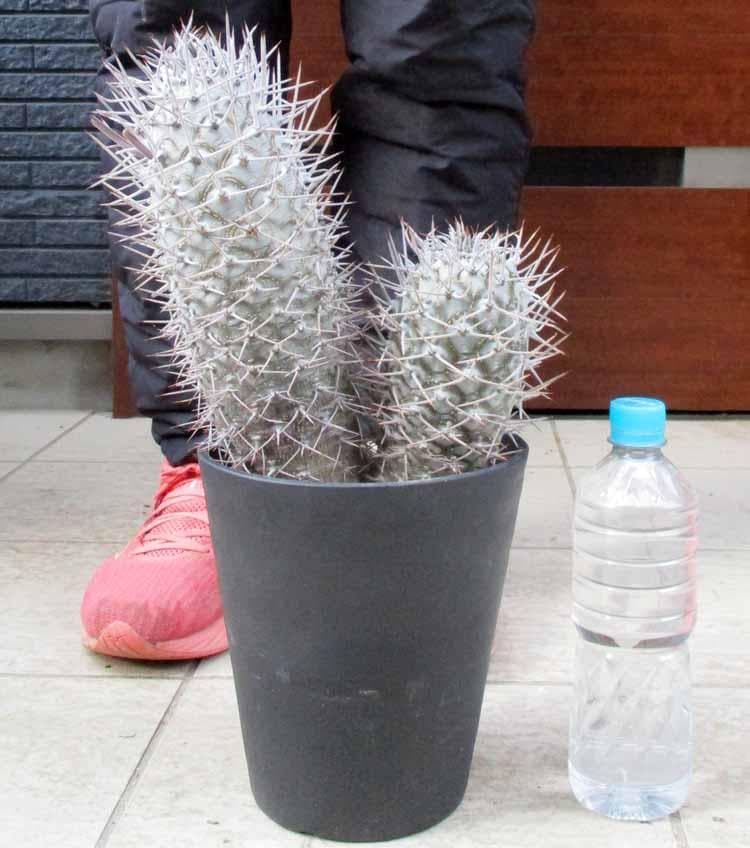 【現品】パキポディウム　ゲアイー　亜阿相界　6号　BR番