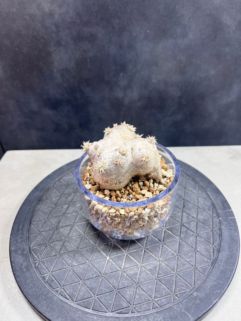 パキポディウム ブレビカウレB6 恵比寿笑